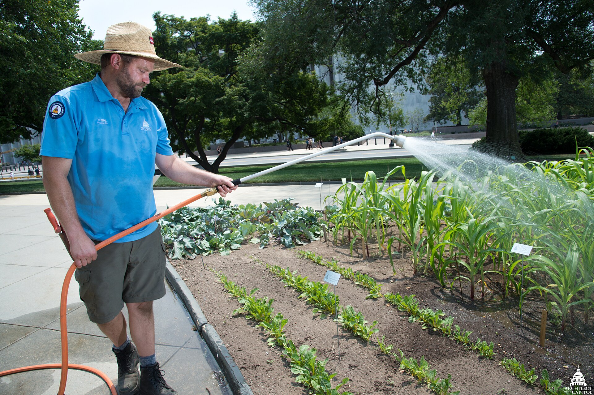 Potager cultivé